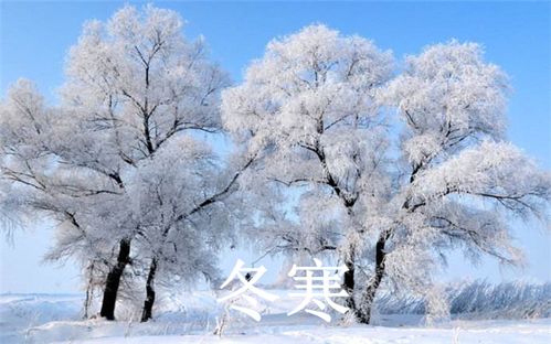 山东冬天桂花如何过冬？能否安然度过寒冷冬季