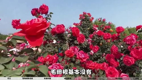 月季花苞打不开，原因何在？