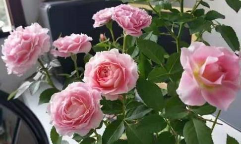 新苗移栽、 病株处理、藤本造型