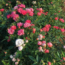 月季开花后的修剪， 让你家的花园梗美