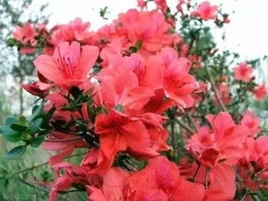 映山红家庭养护入门篇