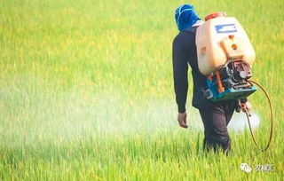 小麦种植：农药使用那些事儿