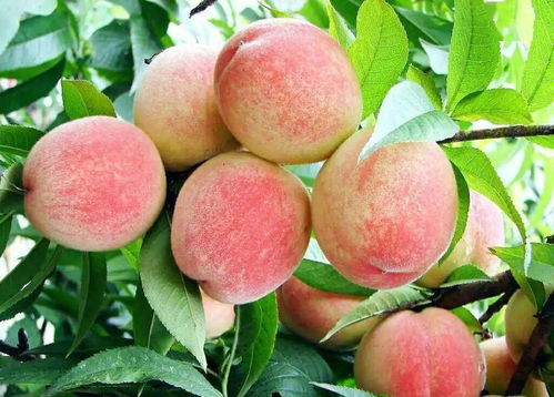 水蜜桃季：春末夏初，6月最佳赏味！
