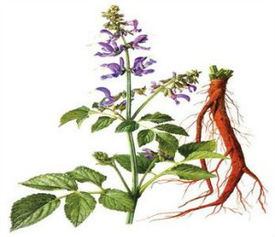 带果萼种子，靠谱吗？