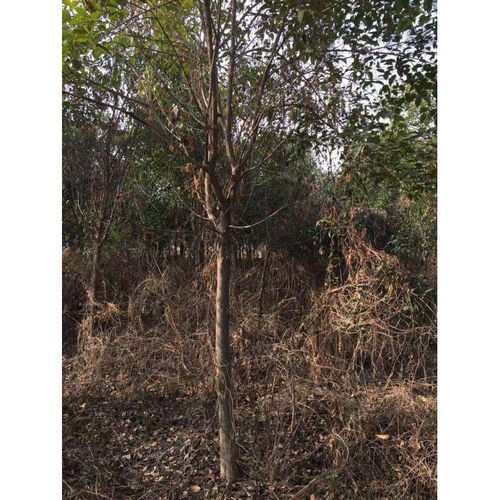 大叶女贞喜肥， 栽培过程中要注意施肥