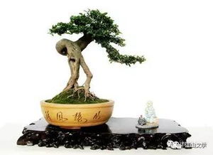 榕树盆景价格大揭秘！不同造型价格差别很大