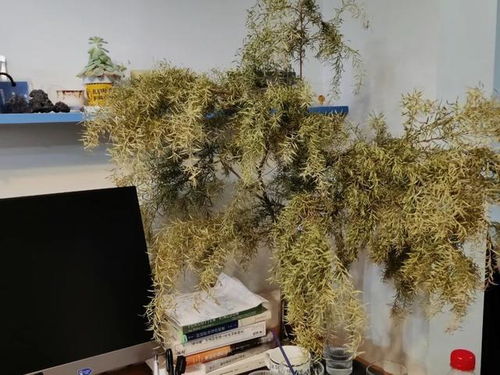 春羽叶子掉落，如何挽救