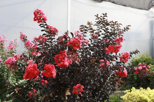 审美与价值：苗木的文化内涵