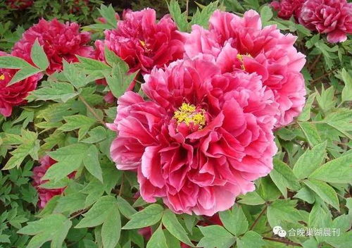 牡丹花是哪个城市的市花？洛阳的骄傲