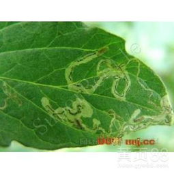 杀虫双：碱性农药