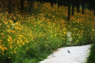 菊花的花语：告别之花，情感别离的诗意诠释