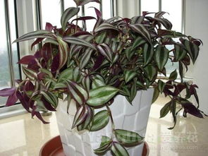 叶子植物孔雀的养护小贴士：让美丽常驻