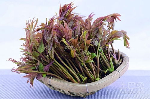 “香椿种植技术要点解析，如何从零开始种植香椿