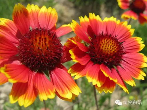 宿根天人菊耐寒嫩力揭秘