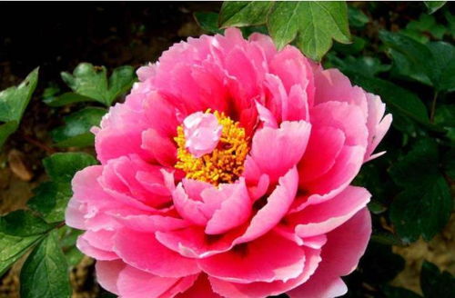 4. 牡丹：富贵荣华， 花开富贵