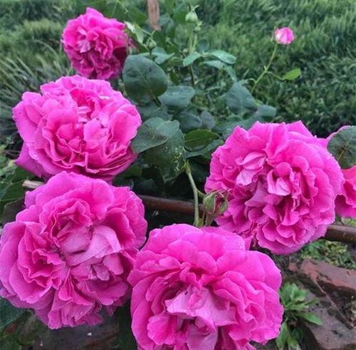 色情王：粉色的浪漫