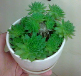 八月种草烂根严重怎么办？三招省2000元选种技巧靠谱吗？