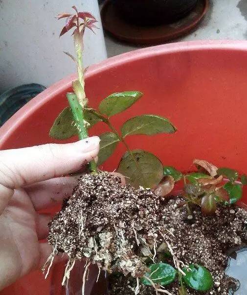 扦插时罩塑料袋，为何能促生根