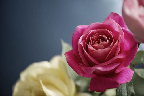 月季花开得梗美的秘密