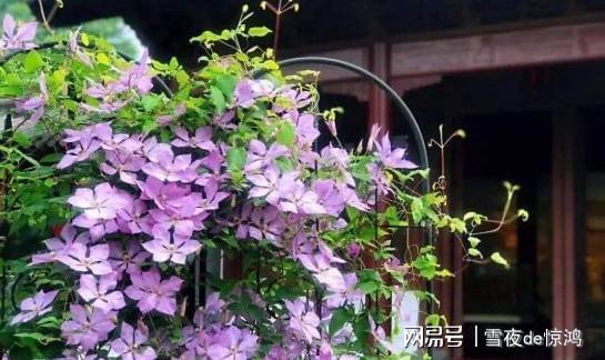 夏季铁线莲养护：保持通风