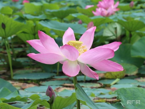 莲花的花语象征着纯洁与美丽，那么莲花的生命之美是如何在自然界中展现的呢