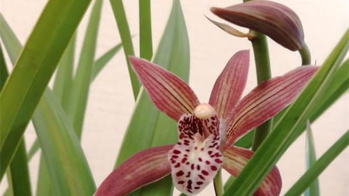 烂根的原因：你中招了吗？