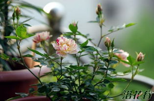 月季花的魅力与种植意义