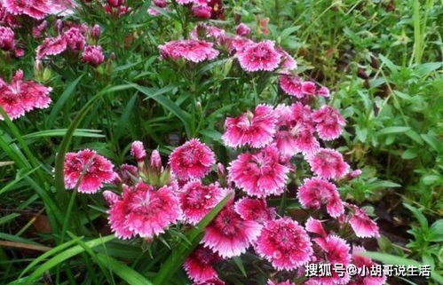 石竹的生命周期和特点有哪些，能否详细介绍一下