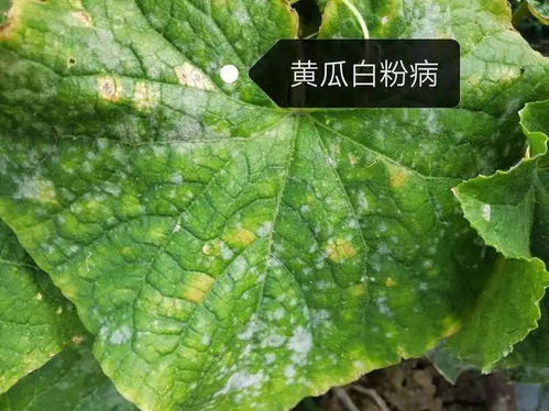 黄瓜病虫害防治措施有哪些具体方法