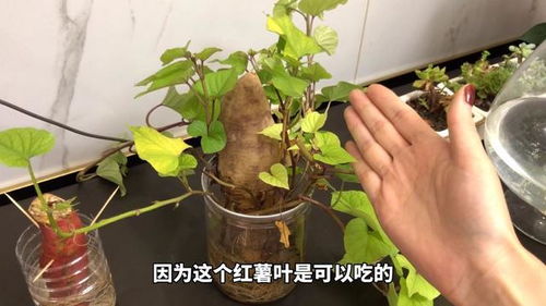 红薯发芽了如何变废为宝