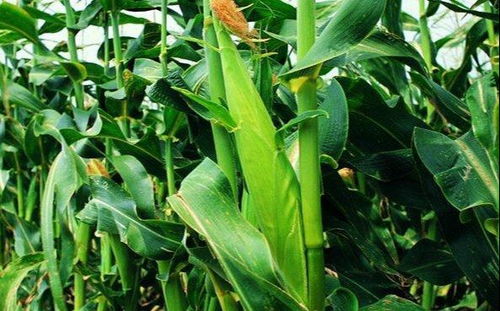 先来聊聊除草剂那些事儿