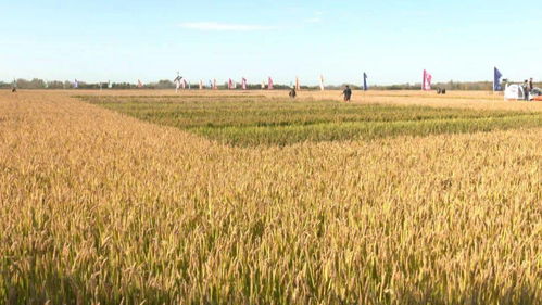 耐寒实验数据揭示种植规律