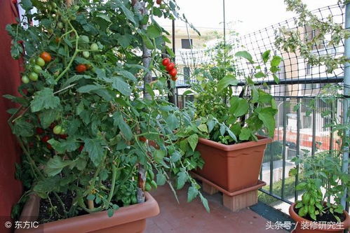 番茄：酸甜可口，营养丰富