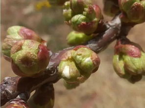 第一步：给种子“搓澡”