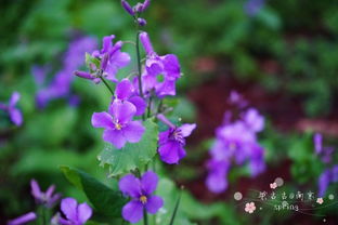 寻花之旅，嫩否邂逅紫地丁？