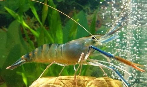 不用饲料养沼虾可行吗？生态养殖成本能降低多少？新手如何顺利起步？