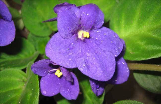 重瓣紫罗兰：华丽绽放