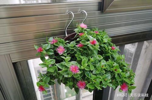 牡丹吊兰爆款造型，美艳垂吊，养眼花卉新宠