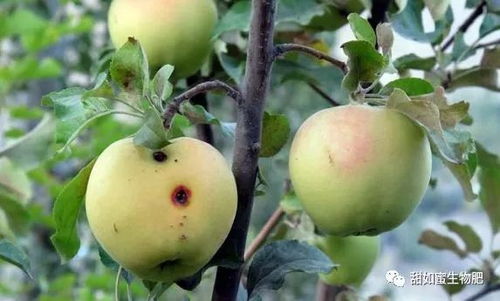 苹果树喷丙环唑，防治什么病？