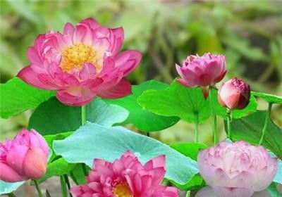 种植碗莲应该使用什么样的土壤？