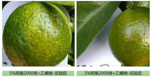 甲维虫螨腈，厉害了我的哥！
