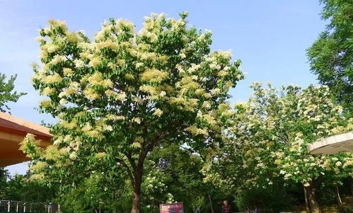 黄杨树， 你那适宜的家园