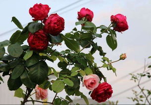 红色龙沙宝石：花期的秘密