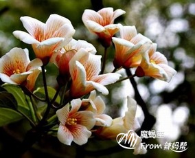 荷花：纯洁无瑕、清高的象征