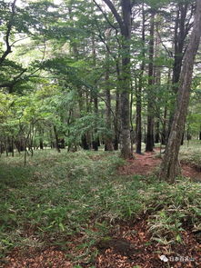 那啥，叫啥来着？紫花苜蓿