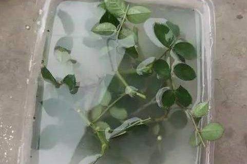 根茎浸泡的学问