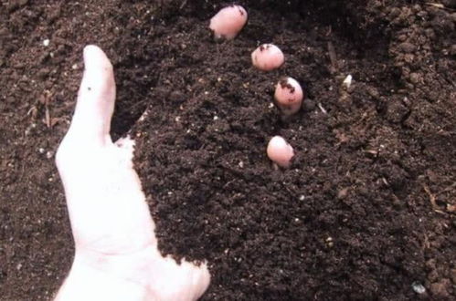 酸碱度：弱酸偏酸， 金钱树的生长乐园