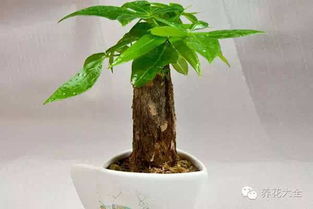 发财树烂根怎么快速有效补救？
