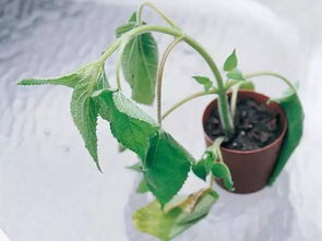 辣椒肥害速解法！肥料过多处理攻略
