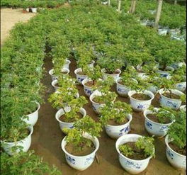 四季玫瑰春季种植最佳，如何选择品种和掌握种植技巧
